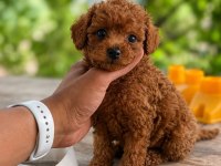 Toy Poodle Bebekler