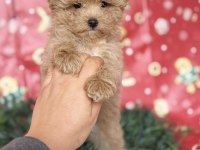 MALTİPOO YAVRU KÖPEĞİMİZ
