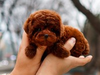 ANTIALERJIK TOY POODLE BEBEKLERIM