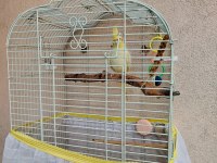 Yavru eğitimli cana yakın LUTİNO sultan papağanı