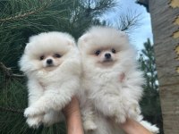 Pomeranian Boo Ve Spitz (Ayı Surat Ve Tilki Surat)