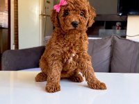 Dişi Erkek Poodle