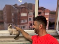 4 Aylık British Blue Point Dişi Antakya
