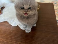 CHİNCHİLLA 4 ERKEK VE 4 DİŞİ
