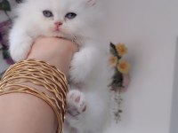 British Longhair Ny12 Ny11 Golden Point Bebeler