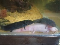 5 Axolotl (Tane Fiyatı)