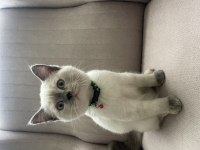 3 aylık dişi blue point british shorthair aşıları yapıldı