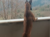 Yavru Belçika Malinois