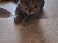 Kedimizi sahiplendirme