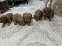 Maltipoo yavrular