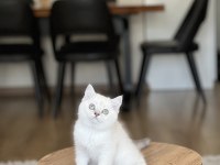 Güzel Bebeğim Safkan British Shorthair Yavrum