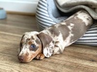 Şov Kalite Kısa Tüylü Isabella Merle Sosis Köpeğimiz