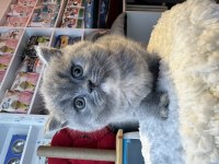 Top Kafa Kısa Kulak Safkan Show Kalite British Shorthair