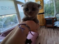 BRİTİSH SHORTAHİR 60 GÜNLÜK