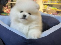 Biblo Güzelliğinde Show Kalite Pomeranian Boo