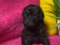 Poodle akademi siyah köpekler