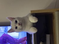 6 aylık erkek british shorthair