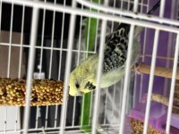 JUMBO ERKEK MUHABBET KUŞU ÖZEL RENK