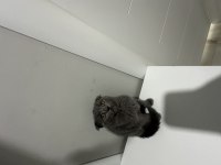 Scottish fold ve british shorthair