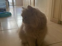 1.5 yaşında dişi british longhair