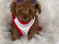 Toy Poodle Yavru Köpekler