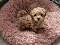 Sağlık Irk Kg Garantili Orijinal Gerçek Maltipoo