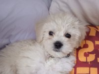 maltese terrier