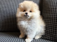 Pomeranian Toy Spitz Yavrular