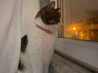 KEDİMİZ LUNA İÇİN ACİL YUVA ARIYORUZ