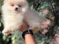 Safgan Irk Garantisi Yavrularımız Pomeranian Boo
