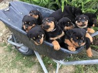 Macar Show Kalite Rottweiler Yavrular