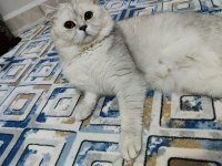 Yakışıklı oğlumuza dişi eş aranıyor british shorthair