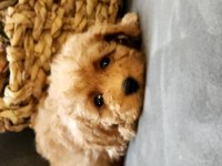 Veteriner teknikerinden sevimli toy poodle