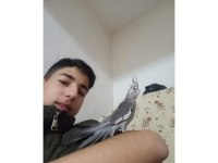 Ele kola alışkın yavru Papağanlar