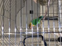 Lilian s Lovebird