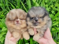Pomeranian boo merle renk