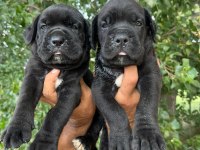CANE CORSO YAVRULARI ÜCRETSİZ DEĞİLDİR