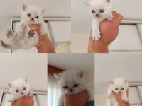 Bluepoint british shorthair yavru kediler