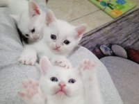 Sevimli ve oyuncu minnoş kediler