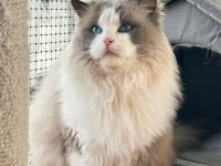 AYRICALIKLI OLMAK İSTEYENLERE RAGDOLL YAVRULAR