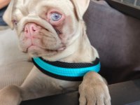 Ping pug yavrumuz