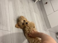 Maltipoo 7 aylık dişi