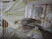 3 aylık sultan papağanları evcil