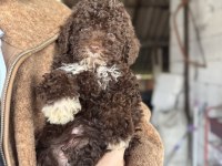 Minyatür Poodle Uygun