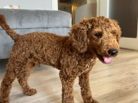 Toy poodle 4.5 aylık