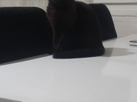 Scottish fold gecemiz yeni evini arıyor