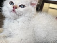 Golden point dişi british shorthair