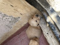 Yavru Golden Retriever