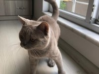 Eş aranıyor british