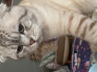 Scottish fold blue point sahiplendirilecektir